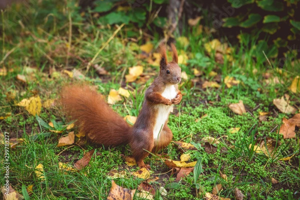 Fototapeta Squirrel in green grass with fall leaves. Pictured in park, Berlin.