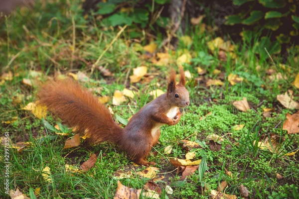 Fototapeta Squirrel in green grass with fall leaves. Pictured in Volkspark Friedrichshain, Berlin.