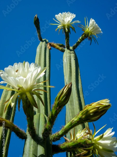 Obraz Echinopsis Pachanoi Cactus (San Pedro)