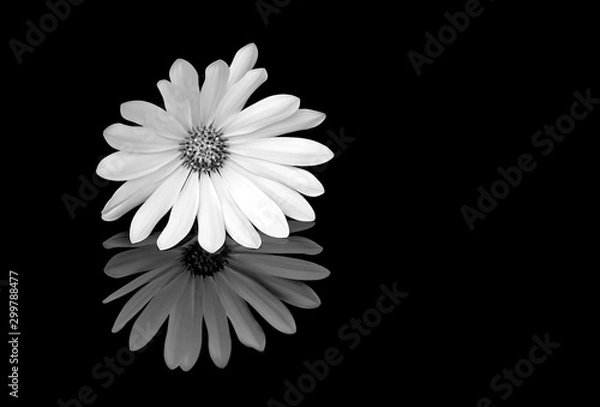 Obraz Black and white image of osteospermum on black background
