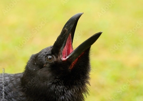 Obraz Details and portraits of birds of prey,