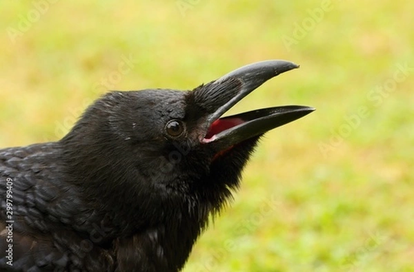 Obraz Details and portraits of birds of prey,