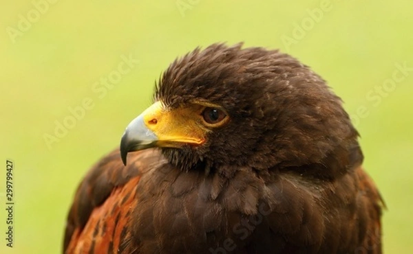 Obraz Details and portraits of birds of prey,