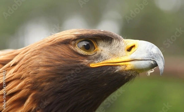 Obraz Details and portraits of birds of prey,