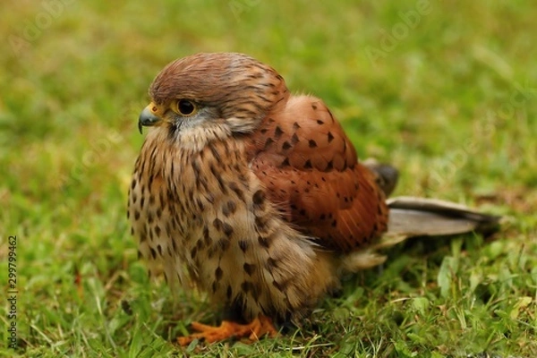 Obraz Details and portraits of birds of prey,