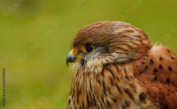 Obraz Details and portraits of birds of prey,