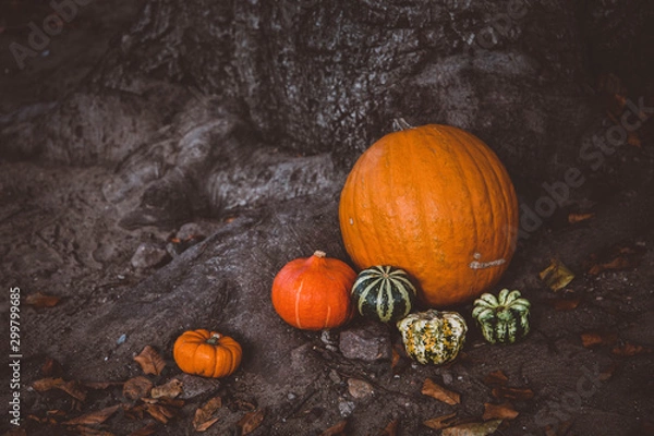 Fototapeta Various squashes on the grounds in tree roots