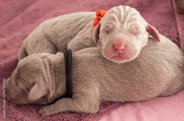 Fototapeta Weimaraner Welpnen