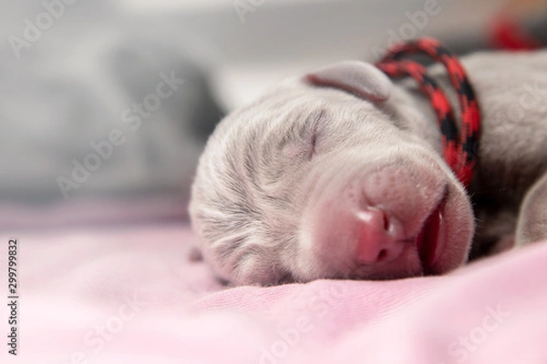 Fototapeta Weimaraner Welpe 1. Tag