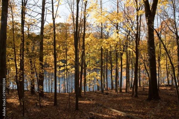 Fototapeta Fall Scene