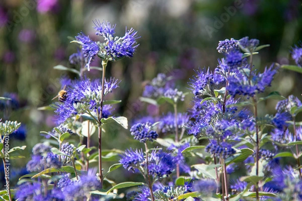 Fototapeta Caryopteris