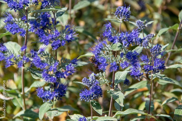 Fototapeta Caryopteris