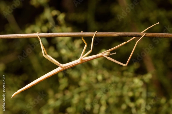 Obraz stick insect (Bacillus rossius) in rose