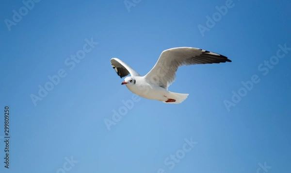 Obraz Seagull in sky clouds view.