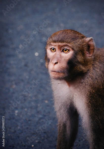 Obraz Monkey watching close up