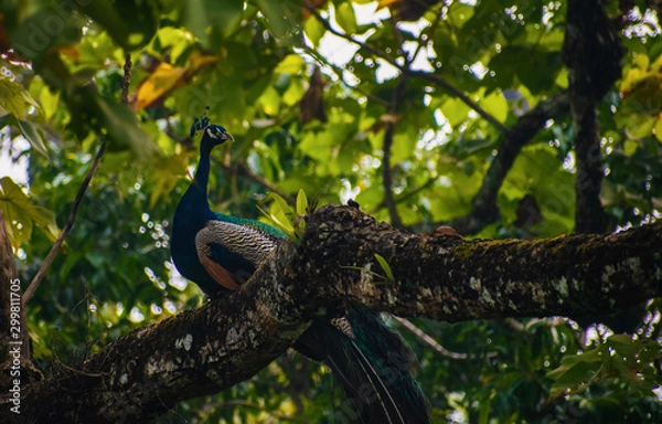 Obraz peacock on a tree