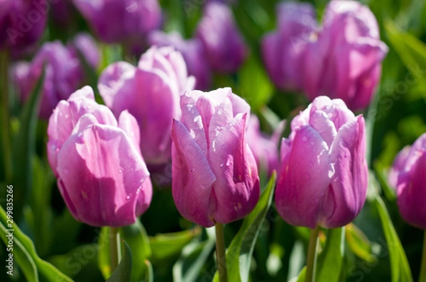 Obraz różowe tulipany