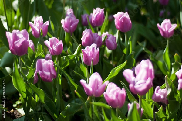 Obraz różowe tulipany