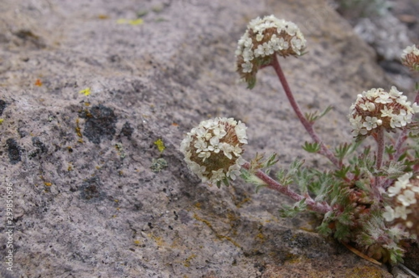 Obraz High Desert Flowers