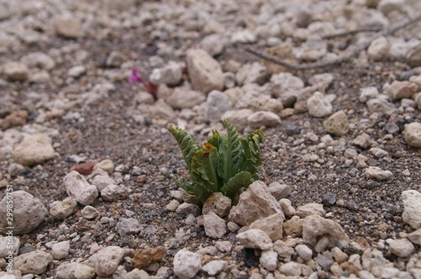Obraz Pumice Moonwort