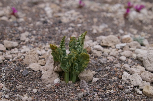 Obraz Pumice Moonwort