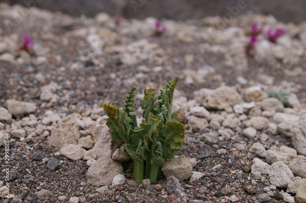 Obraz Pumice Moonwort