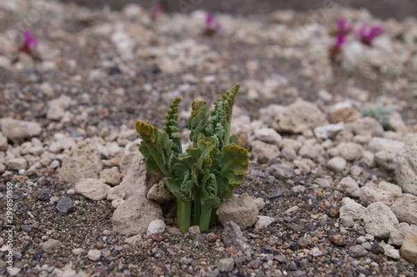 Obraz Pumice Moonwort