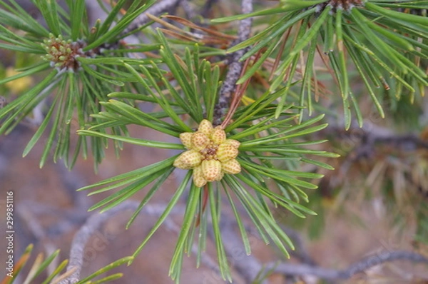 Obraz Budding Spring Growth