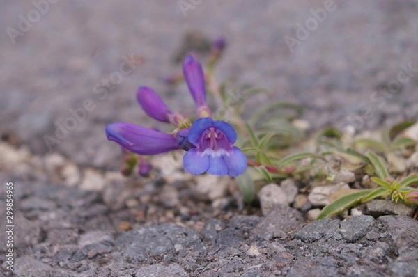 Obraz Penstemon