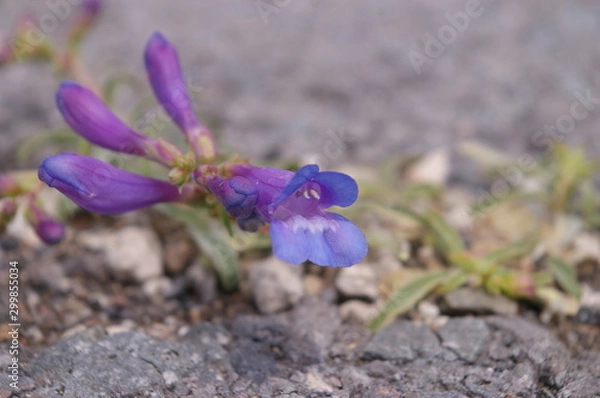Fototapeta Penstemon