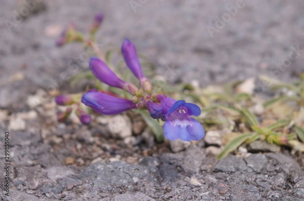 Fototapeta Penstemon