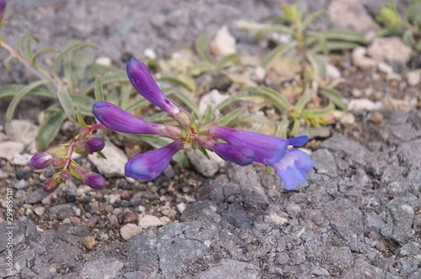 Obraz Penstemon
