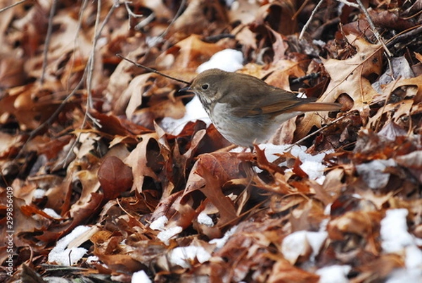 Obraz Bird on leaves