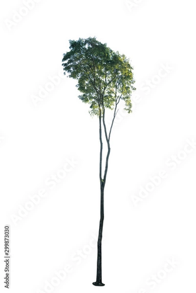 Obraz Green Tree Isolated on White background