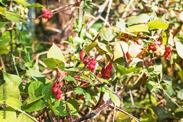 Obraz トキリマメと思われる赤い豆果