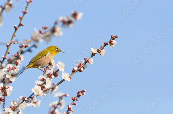 Obraz 青空の背景にメジロ