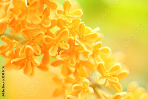 Obraz キンモクセイ　金色の花　