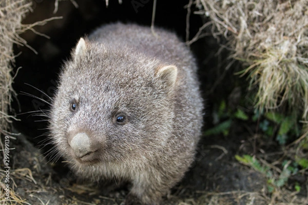 Fototapeta A common wombat (Vombatus ursinus) baby (joey) coming out of its burrow in the grassland - Cradle Mountain, Tasmania Australia