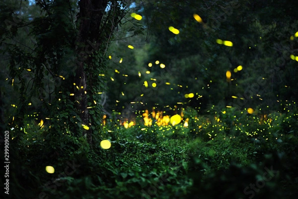Fototapeta firefly in forrest