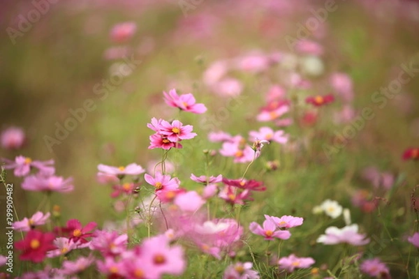 Fototapeta 日本に咲いているコスモス