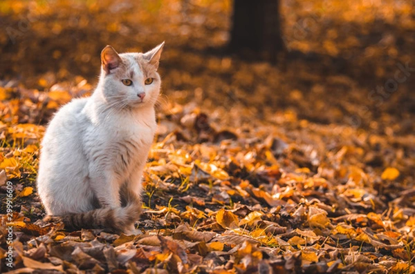 Fototapeta Black cat in sunset orange light sits like a figurine on edge of frame