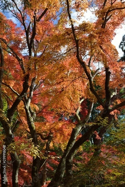 Obraz 曽木公園の紅葉