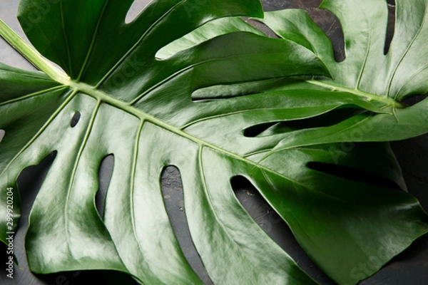 Fototapeta Background with two big green leaf on grunge brown table top view