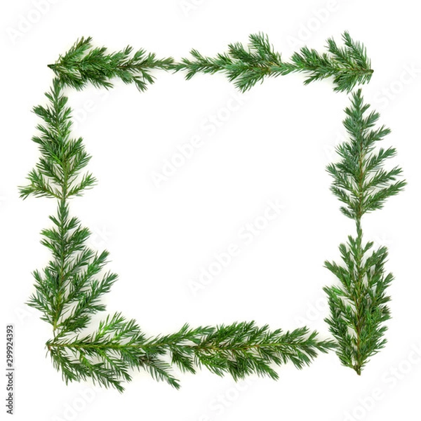 Fototapeta Juniper fir leaf border  and green wreath on white background with copy space. Juniperis chinensis.