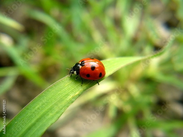 Fototapeta ladybird