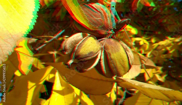 Fototapeta 3D anaglyph, ripe hickory nuts