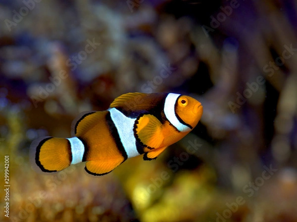 Obraz Clownfish close Up 