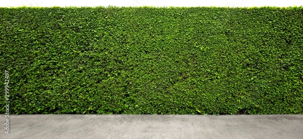 Fototapeta Long tree hedges or fence trees with cement floor in foreground. The upper part isolated on white background.