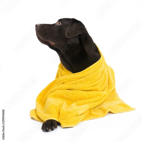 Obraz Labrador in yellow towel
