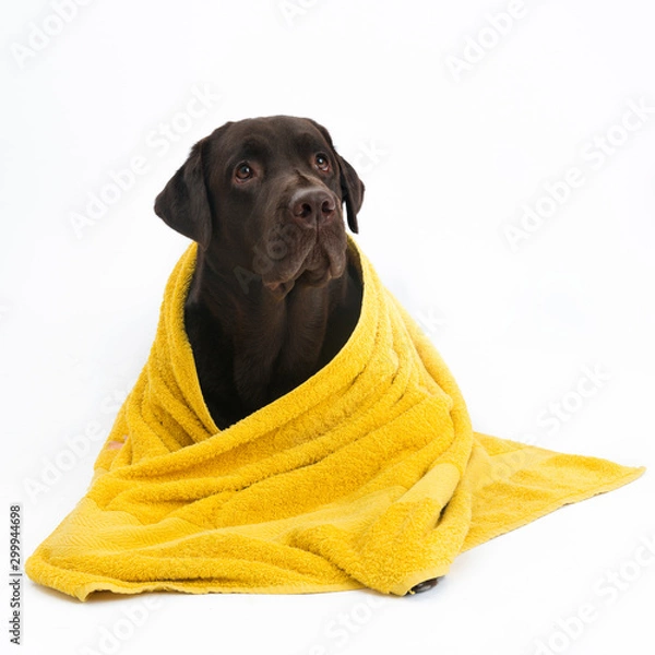 Obraz Labrador in yellow towel
